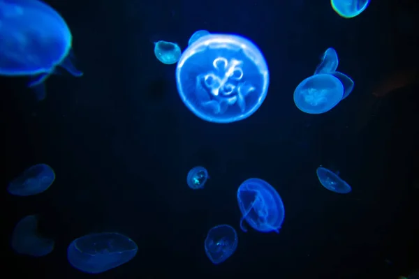 Sea Jellyfish Underwater Blue Black Light Effect Background Deep Blue — Stock Photo, Image