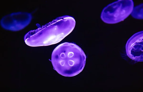 Sea jellyfish underwater light effect. Background Purple-striped jellyfish Soft focus off.