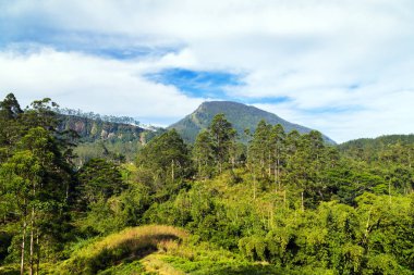 Yeşil çay plantasyon içinde ülke Nuwara Eliya, çay çalılar plantasyon Sri Lanka yakınındaki yukarı