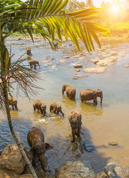 Elefantes Bebé Madre Rebaño Atracción Río Orfanato Elefante Pinnawala Sri — Foto de Stock