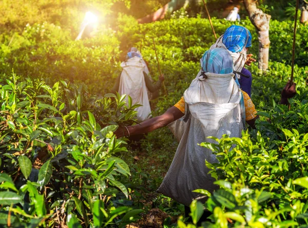 Cueillette Thé Femelle Printemps Pickers Fond Des Plantations Thé Domaine — Photo