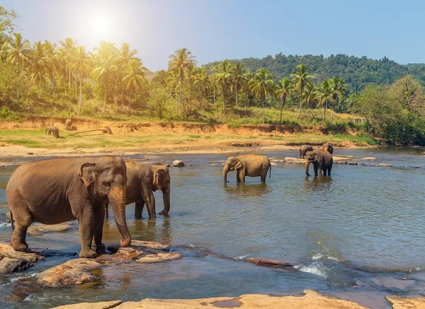 Sunset Family Asia Elefantes Verano Tropical Río Ceilán Sri Lanka — Foto de Stock