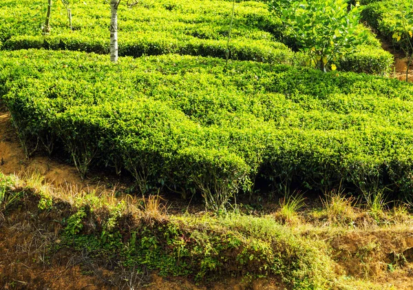 Green tea plantation in up country near Nuwara Eliya, mountain tea bushes plantation in Sri Lanka