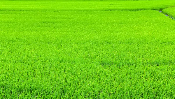 Groene Landbouwgrond Rijst Velden Plantage Boerderij Achtergrond — Stockfoto
