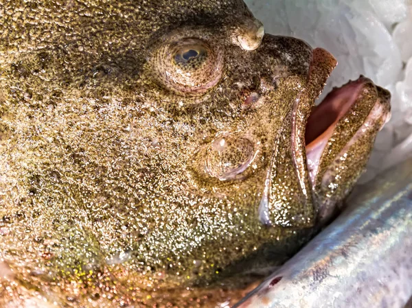 Solla Europea Pescado Fresco Cama Hielo Frío Solla Ojos Escamas — Foto de Stock