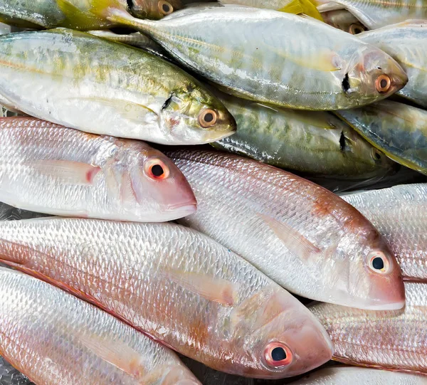 Bajo Congelado Besugo Pescado Fresco Sobre Fondo Hielo — Foto de Stock