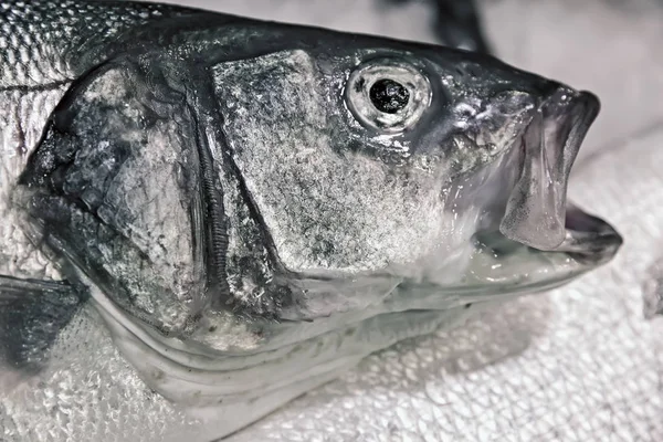 Roher Fisch Wolfsbarsch Fisch Auf Dem Fischmarkt — Stockfoto