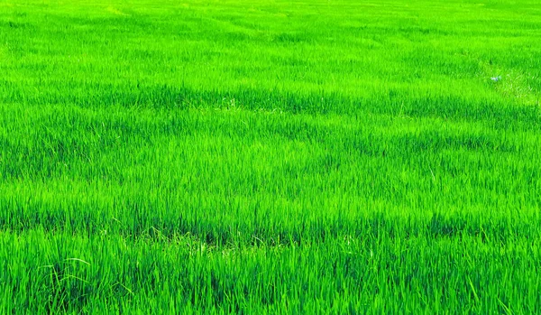 Campo Arroz Verde Una Exuberante Tierra Agricultura —  Fotos de Stock