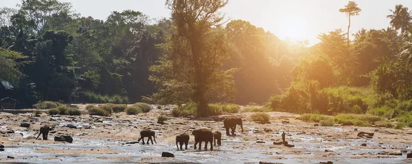 Krajobraz Jungle Sunrise Rodziny Bath Elephant Azji Rzece Ceylon Pinnawala — Zdjęcie stockowe
