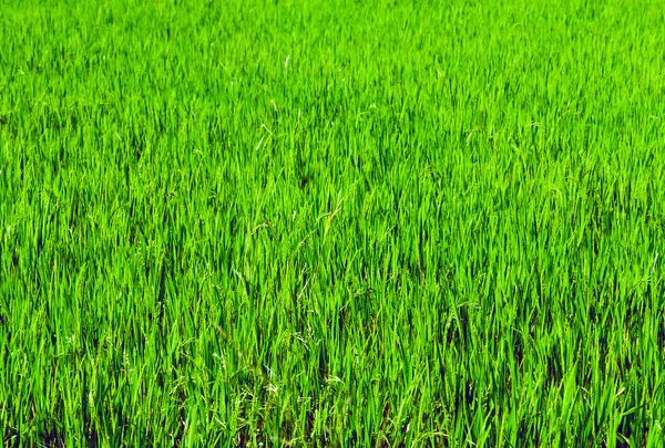 Rýže Paddy Zelená Rýže Pole Oblasti Zemědělství Přírodní — Stock fotografie