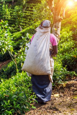 Bahar kadın çay koparma seçkinleri, çay tarlaları arka plan, çay Emlak hill ülke bölge Sri Lanka