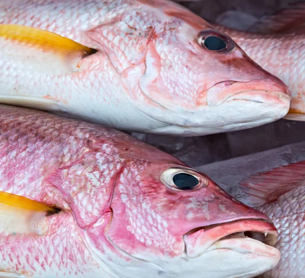 Roher Barsch Und Dorade Frischer Fisch Von Haufen Eis Fischrestaurant — Stockfoto