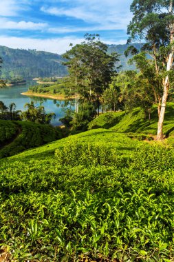 Yeşil çay yaprakları yayla, dağ çayı çalılar plantasyon Sri Lanka