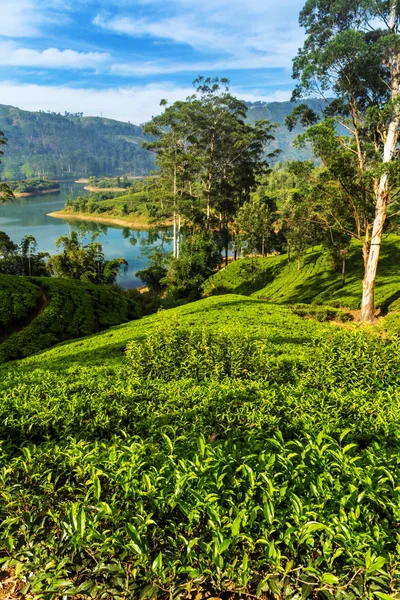 斯里兰卡的绿茶叶高原 山茶灌木种植园 — 图库照片