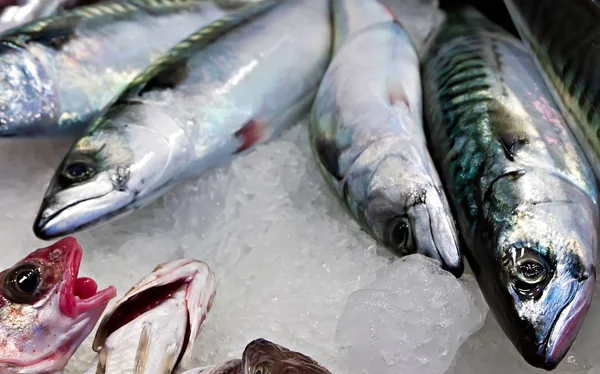 Raw Fish Mackerel Fish Market Crushed Ice Background — Stock Photo, Image