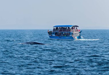 Mirissa Balina Tekne Turlarını İzliyor