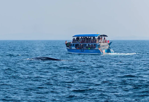 Navio de passeios de barco para ver as baleias Mirissa — Fotografia de Stock