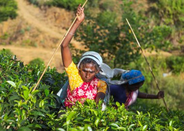 Yeşil çay yaprakları arka plan çalıları