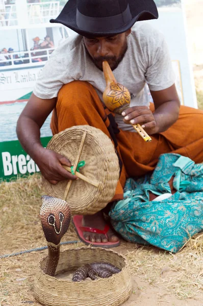 King Cobra giftige dans van Snake Charmer. — Stockfoto