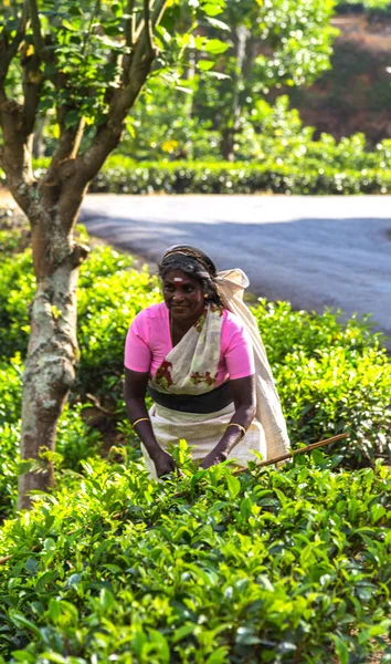 Femme cueillette de thé à la main récolte des feuilles de thé. — Photo