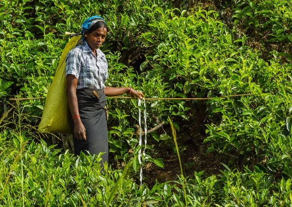 ヒルズでお茶のピッカーは、緑の茶葉を選んだ。紅茶プランテーション — ストック写真