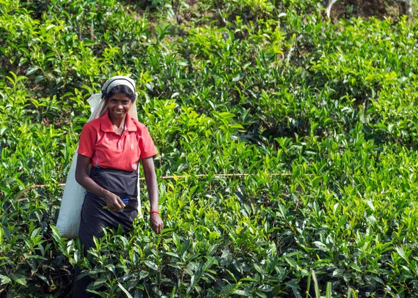 Las mujeres recogiendo hojas de té —  Fotos de Stock