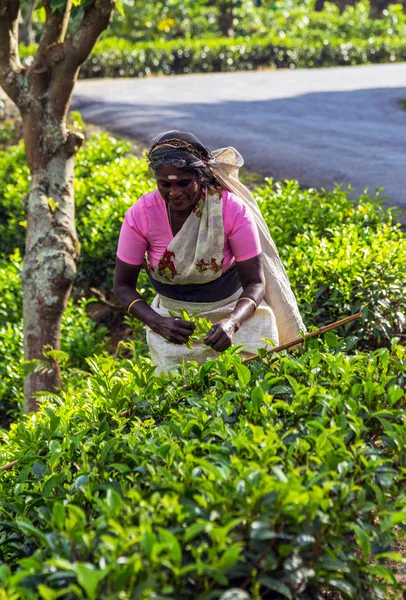 Les cueilleurs de thé de Hills cueillaient des feuilles de thé vert. La plantation de thé — Photo