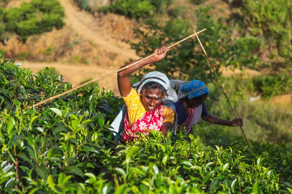 Mujer recogiendo hojas de té en una plantación de té —  Fotos de Stock