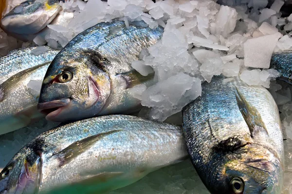 Fishes on the ice fish market — Stock Photo, Image