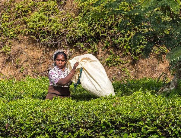 Cueilleuse de thé sourit, femme récolte les feuilles de thé cueillette à la main thé — Photo