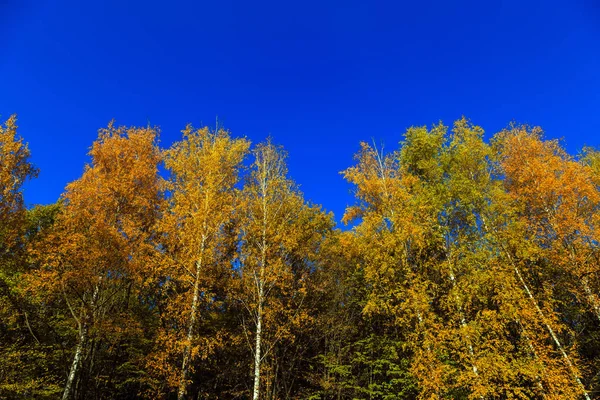 Podzim opustí pozadí — Stock fotografie