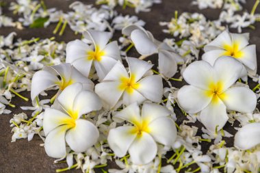 Hawaii resort plumeria bahar gün çiçek kartpostal