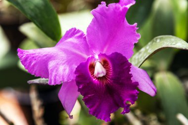 Tropikal Bahçe Pembe çiçek kartpostal orkide çiçek