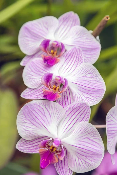 Orchideavirág a trópusi kertben — Stock Fotó