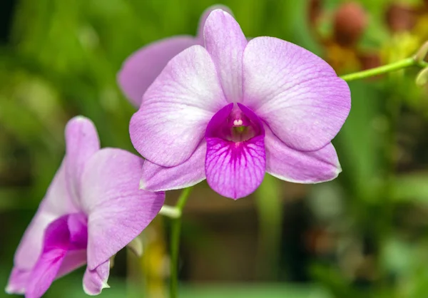 Orchid ροζ μωβ λουλούδι — Φωτογραφία Αρχείου