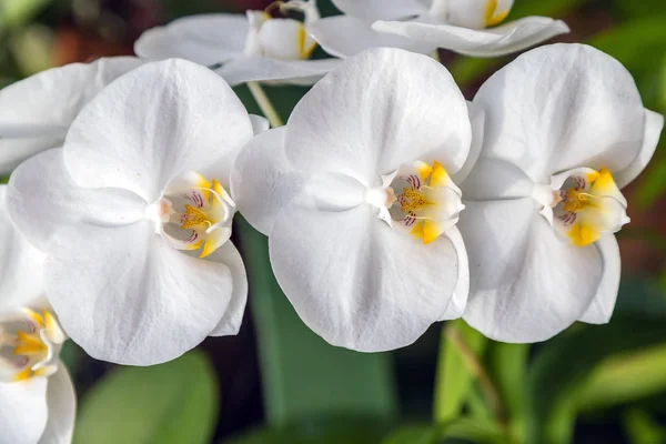 Orchid White flower in tropical agriculture, spring day — Stock Photo, Image