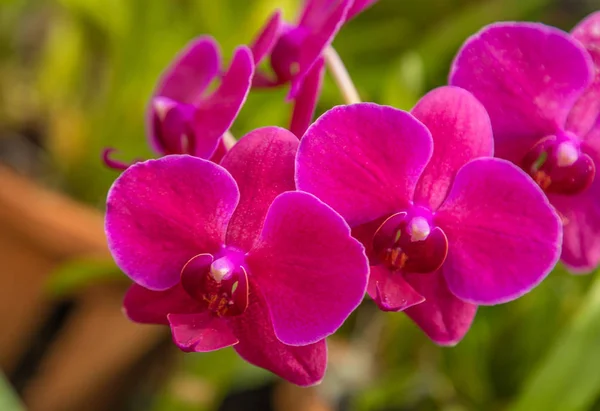 Pink Orchid flower in Tropical concept garden — Stock Photo, Image
