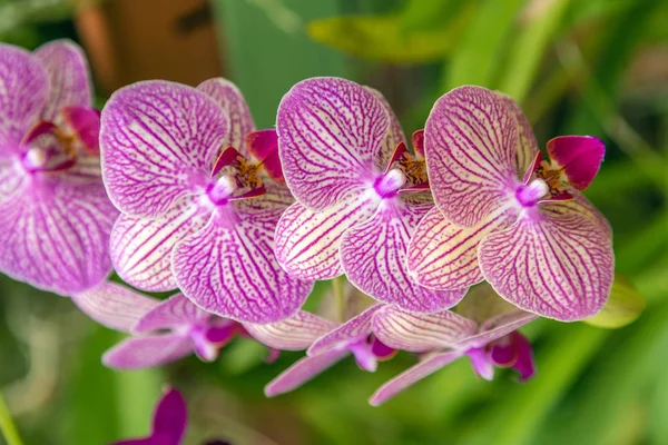 Orchidee rosa Blume im tropischen Garten, Frühlingstag blumig — Stockfoto