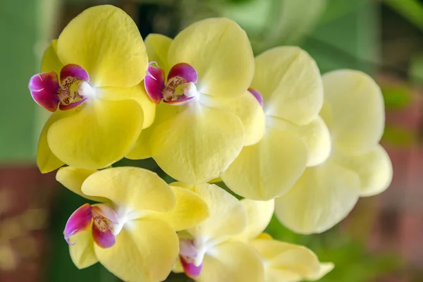 Orchidee Gelbe Blume im tropischen Garten — Stockfoto