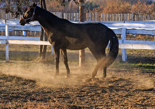 Portrait black horse game dust — Stock Photo, Image