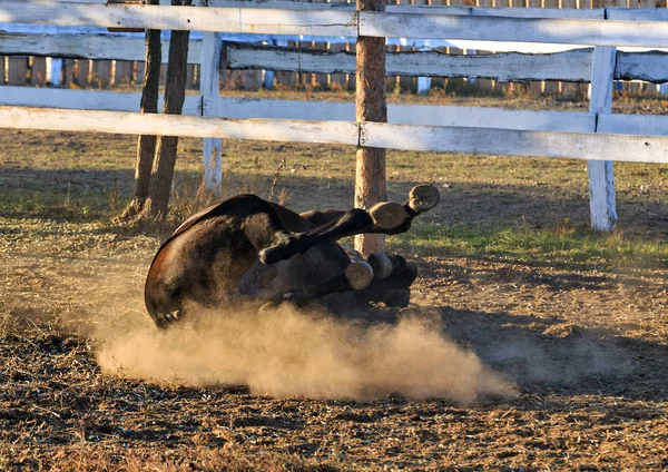 Dressage horse game dust smoke field — Stock Photo, Image