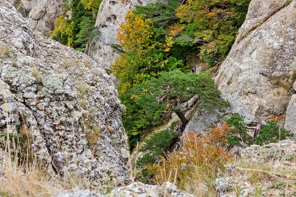 Zomer berglandschap met bos — Stockfoto