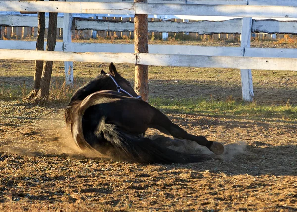 Black dressage horse game dust field — Stock Photo, Image