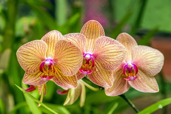 Orchideenblume im tropischen Blumenladen Postkarte — Stockfoto