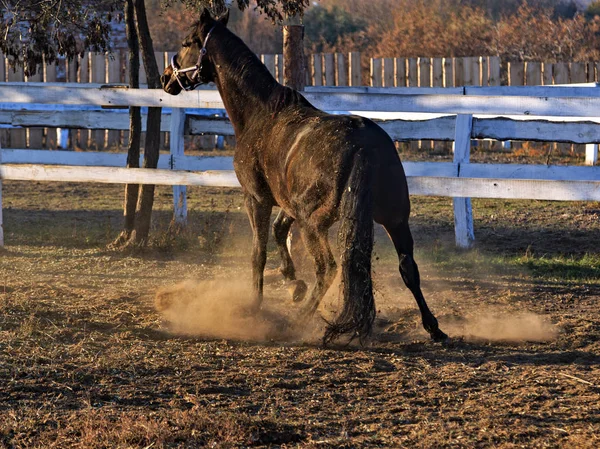 Cheval noir jouant jeu poussière en mouvement — Photo