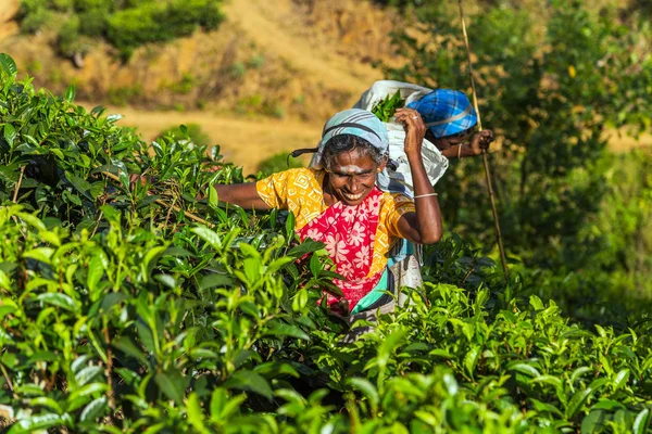 Finca de té en el país montañoso Distrito Sri Lanka —  Fotos de Stock