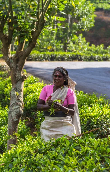 アジアの女性農学お茶のピッカー緑茶の茶葉します。 — ストック写真