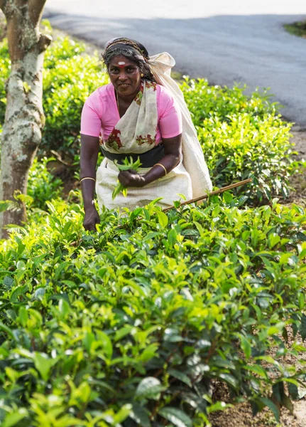 新茶の芽と葉のピッカーでスリランカの丘 — ストック写真