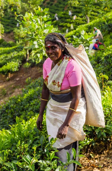Agriculteurs récoltent du thé, cueillette de la main Domaine de thé dans la colline Dist — Photo