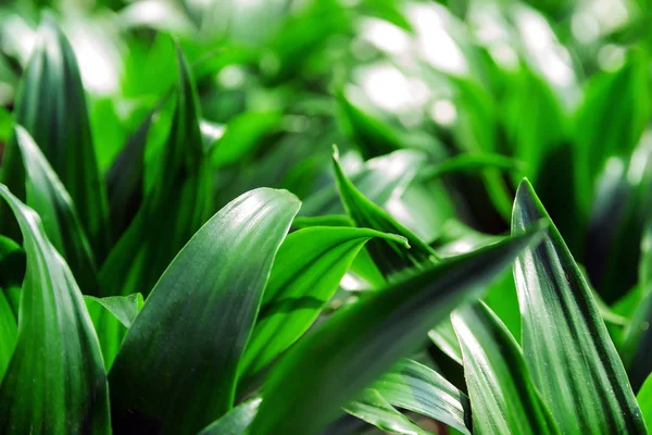 熱帯のジャングル緑の葉葉 - 自然のジャングルの植物 — ストック写真